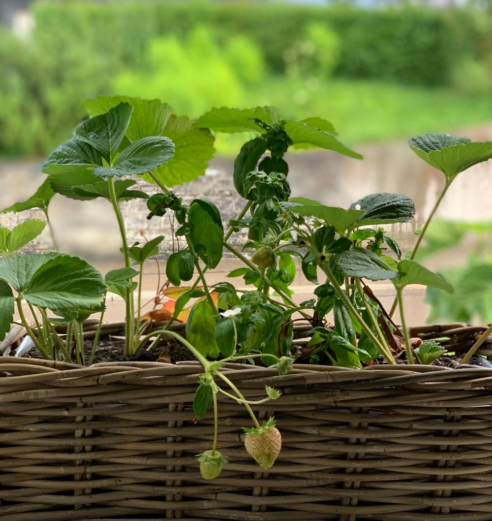 Überall Erdbeeren: lecker und total dekorativ in Kisten und Töpfen