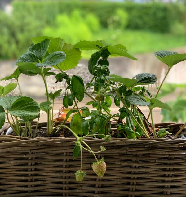 Überall Erdbeeren: lecker und total dekorativ in Kisten und Töpfen